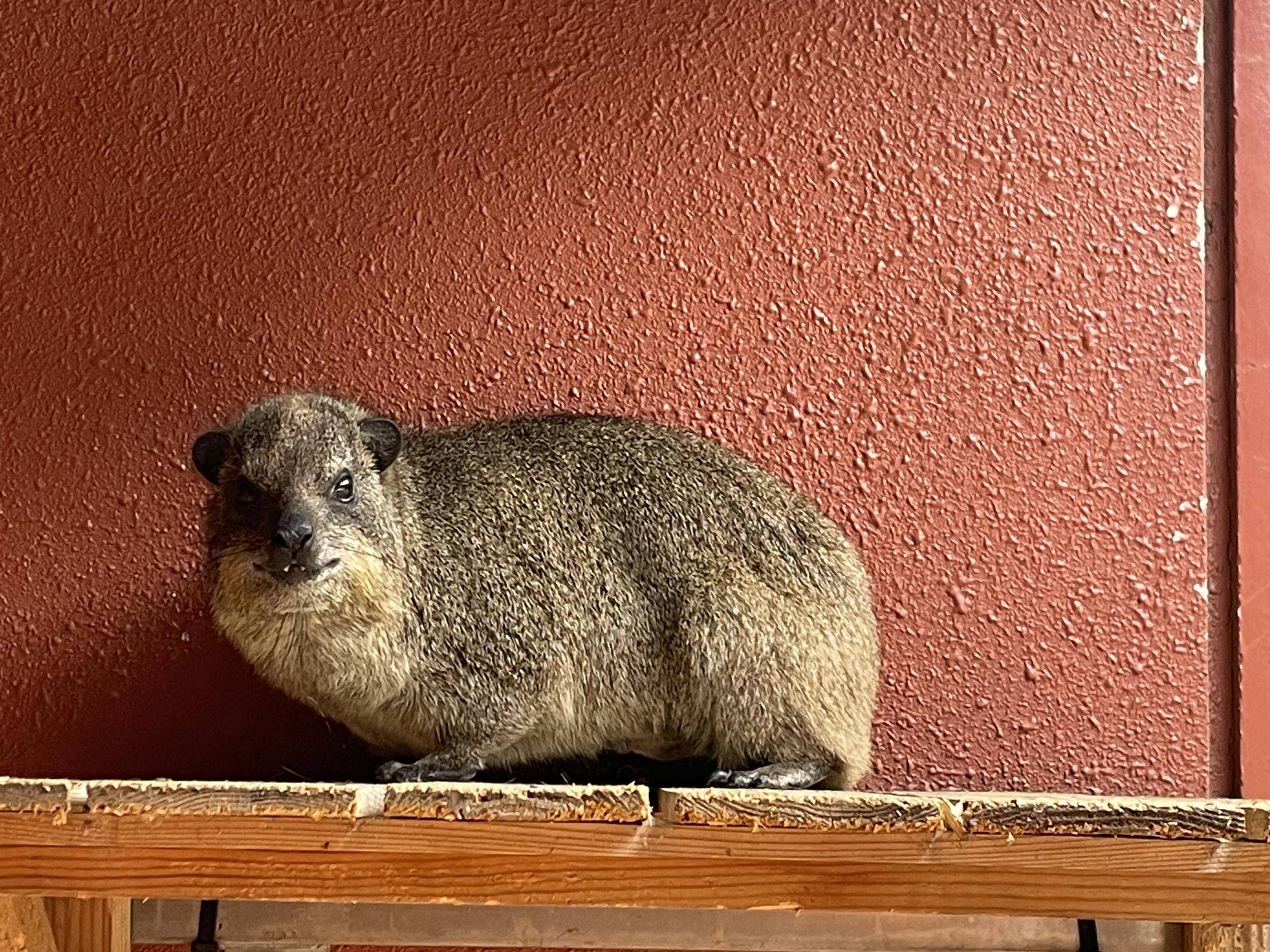 ケーキ、ベイク誕生日2