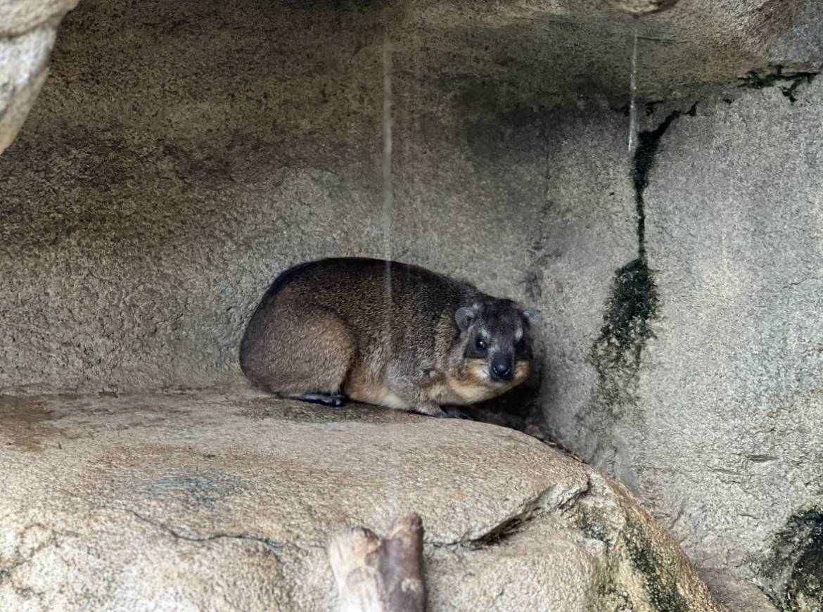 こがねのこだわり４