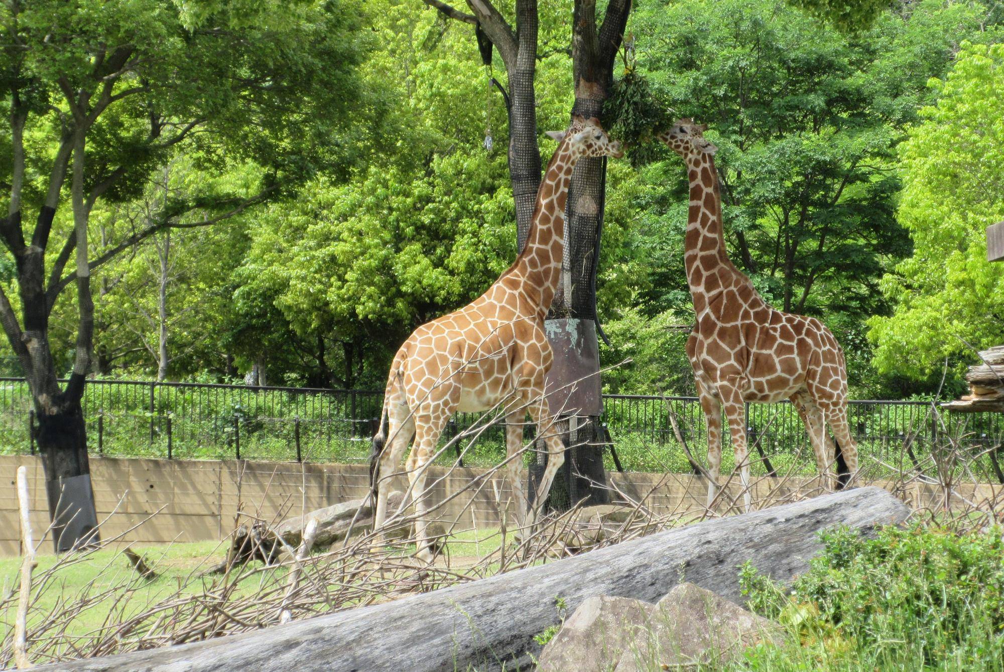 キリン 葉っぱモグモグ.jpg