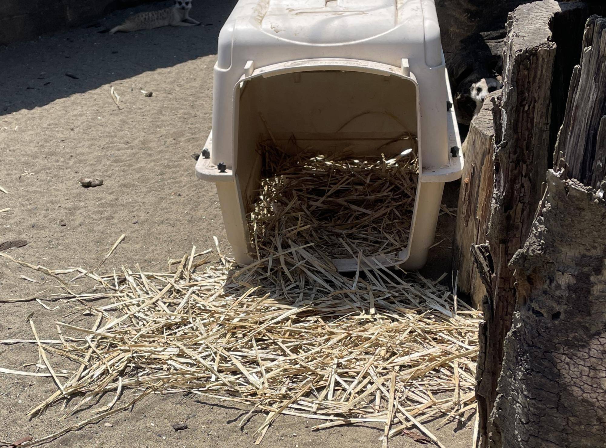 散らかされた麦わら.jpg