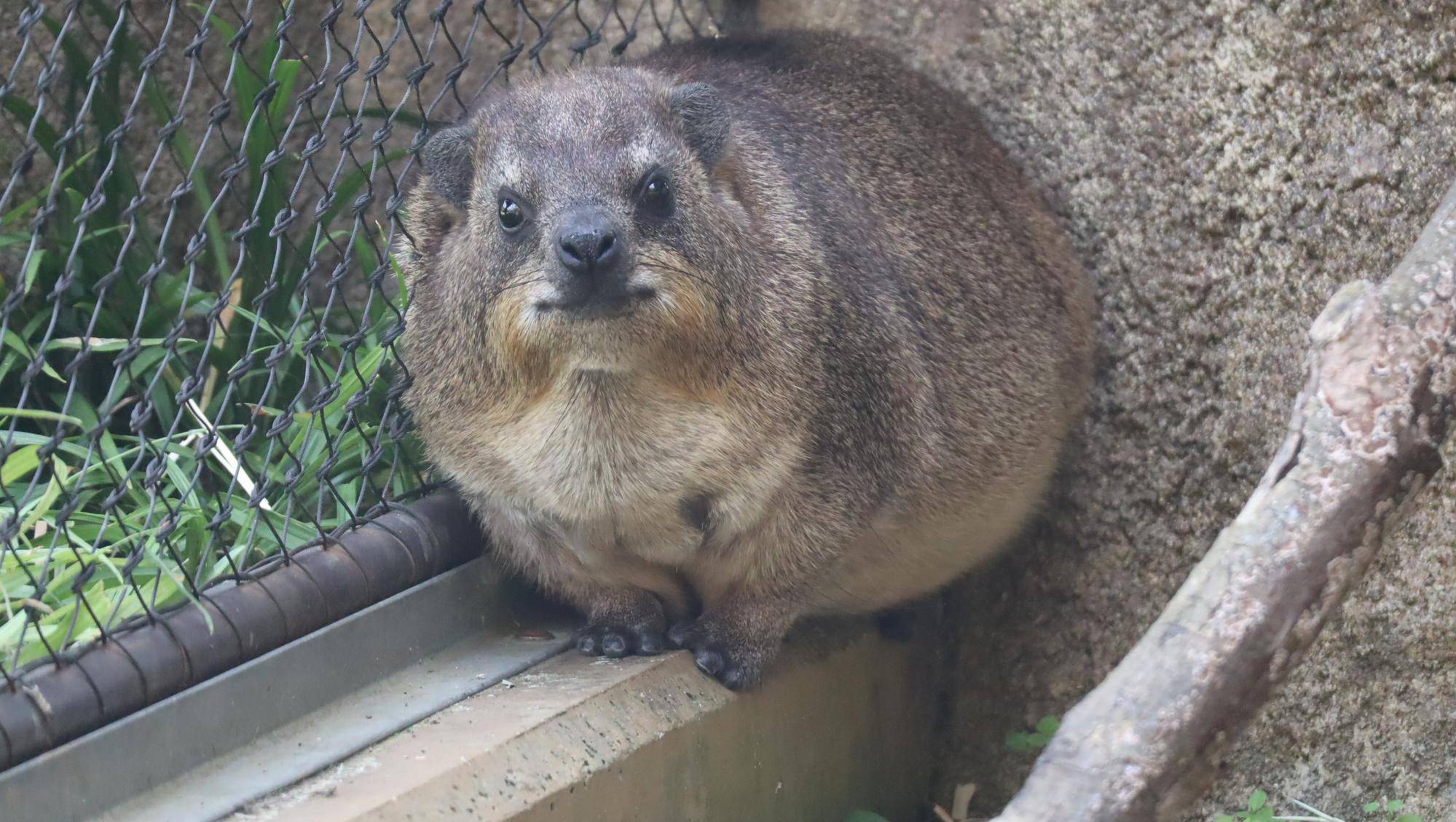 ハイラックス個体識別