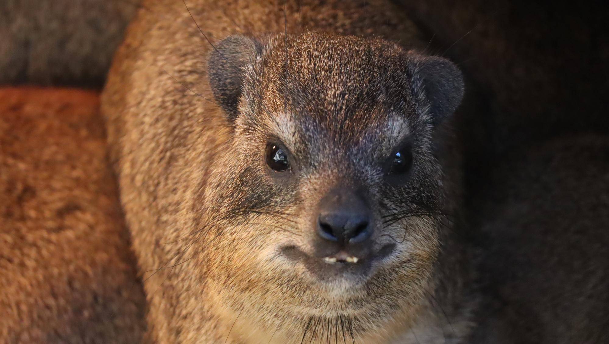 ハイラックス個体識別