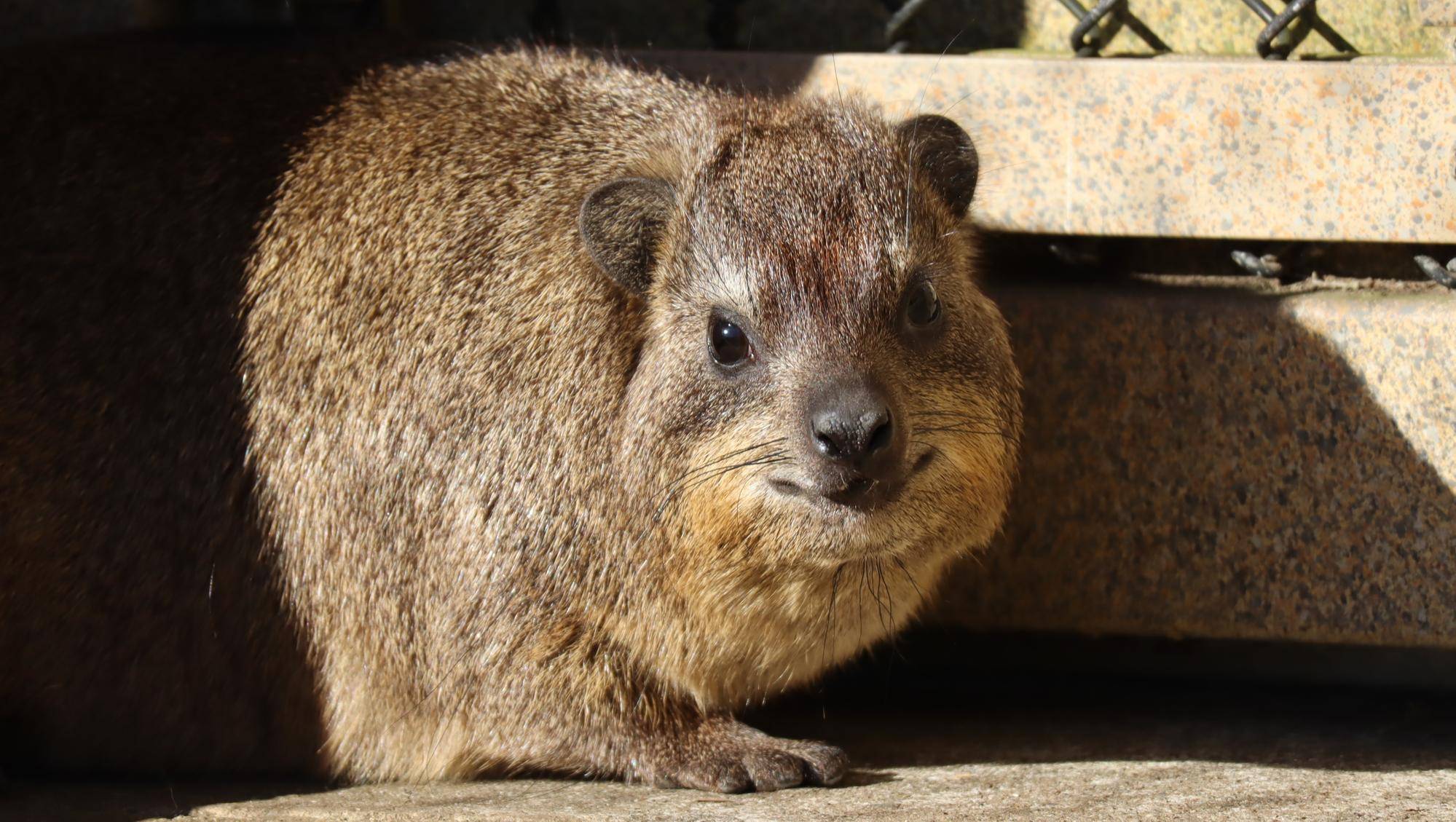 ハイラックス個体識別
