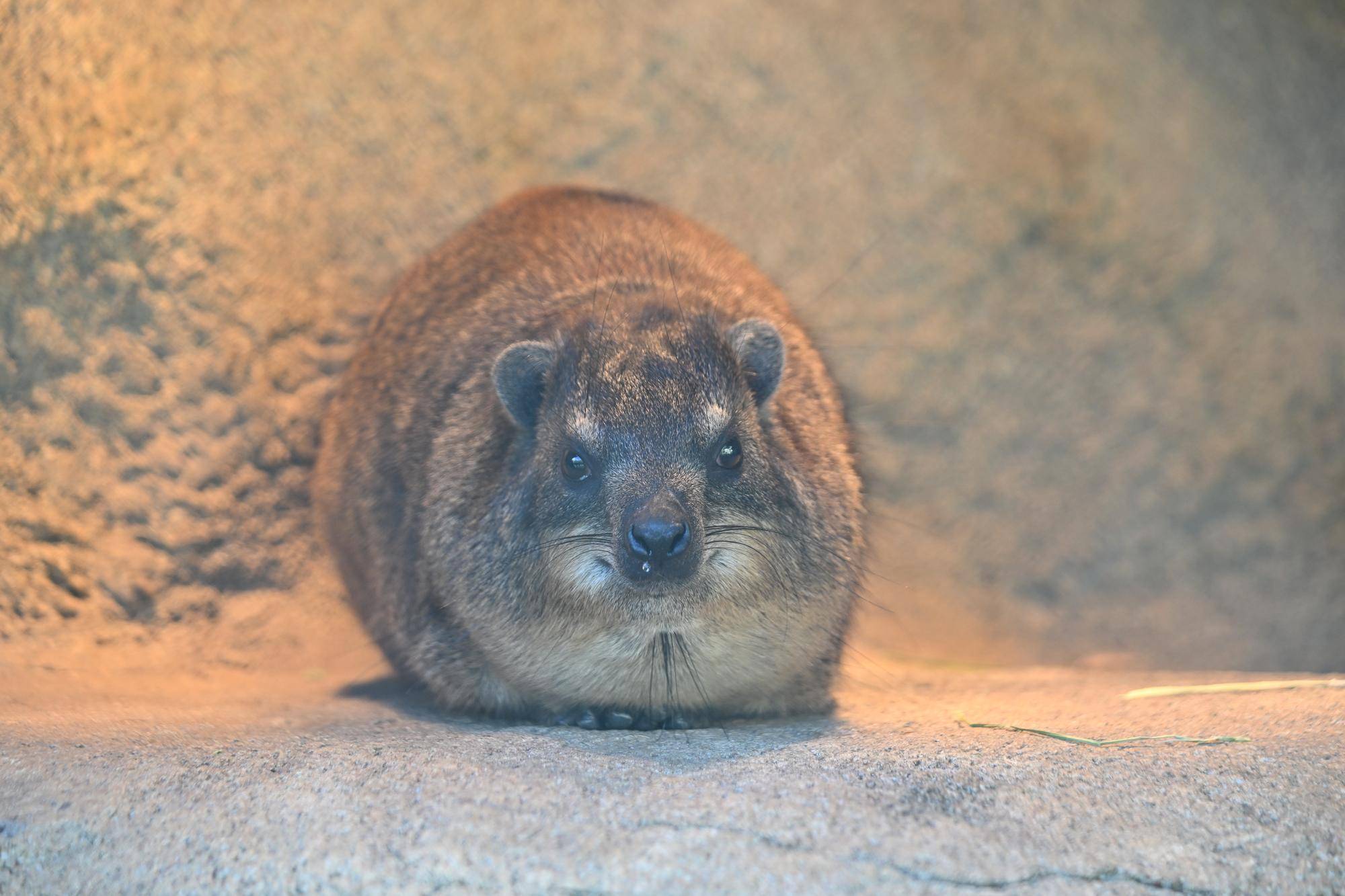 ハイラックス　個体識別