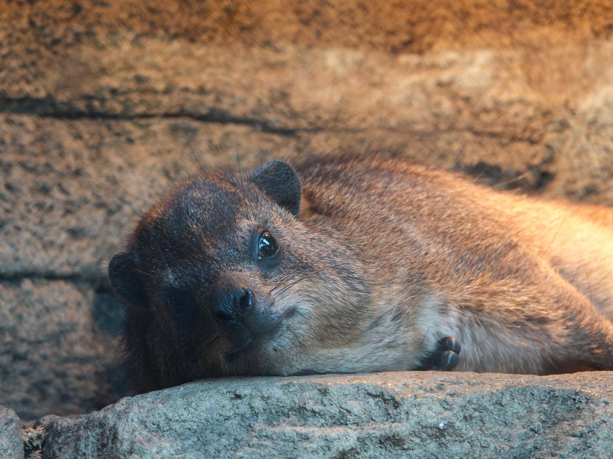 ハイラックス個体識別