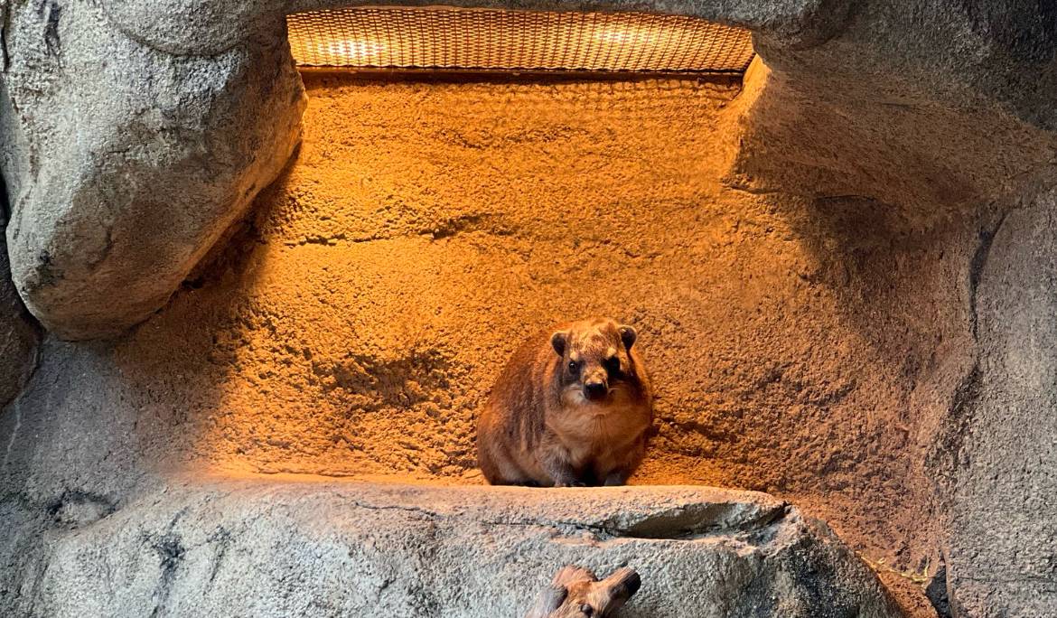 ハイラックス正月