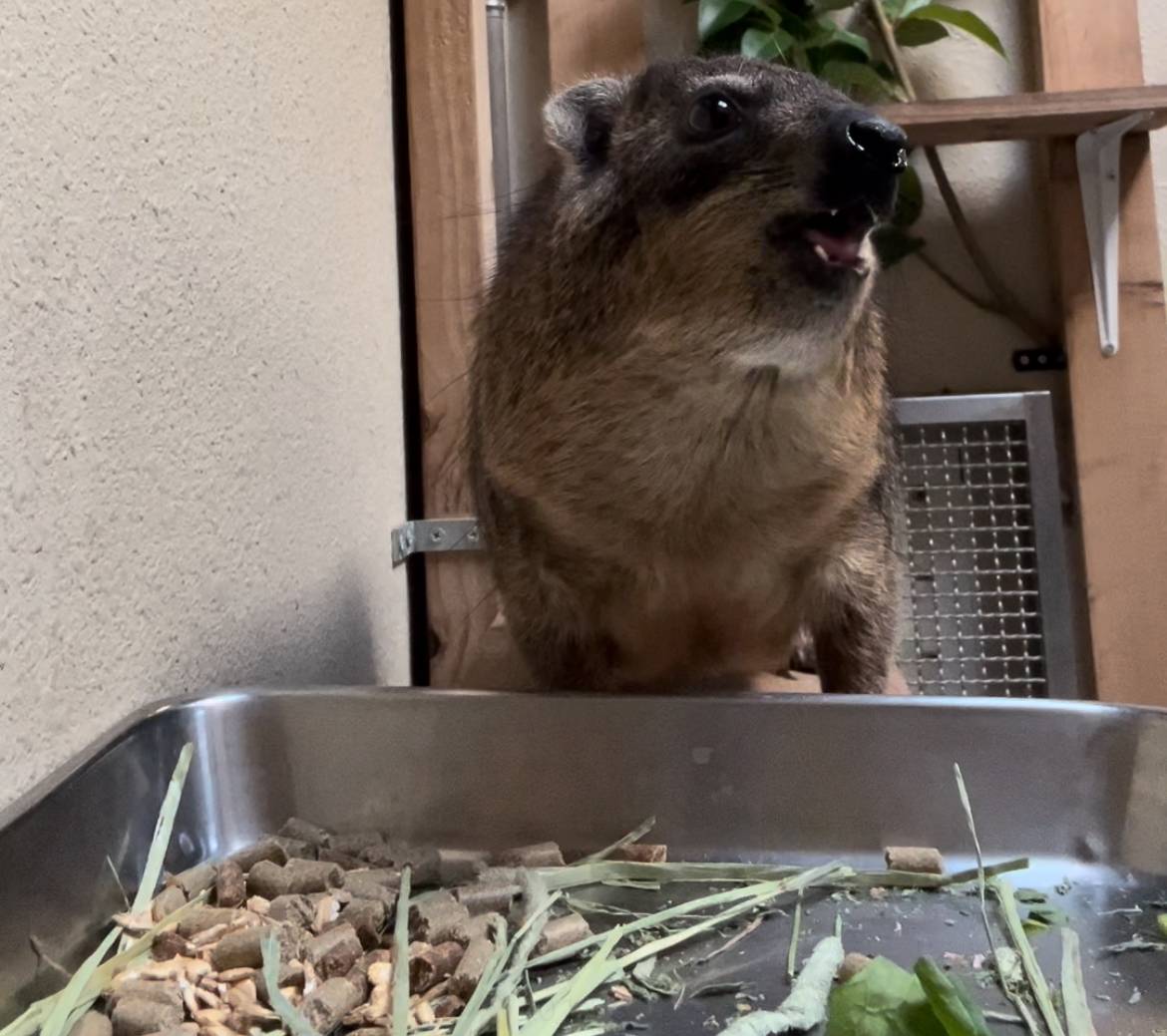 ハイラックス正月