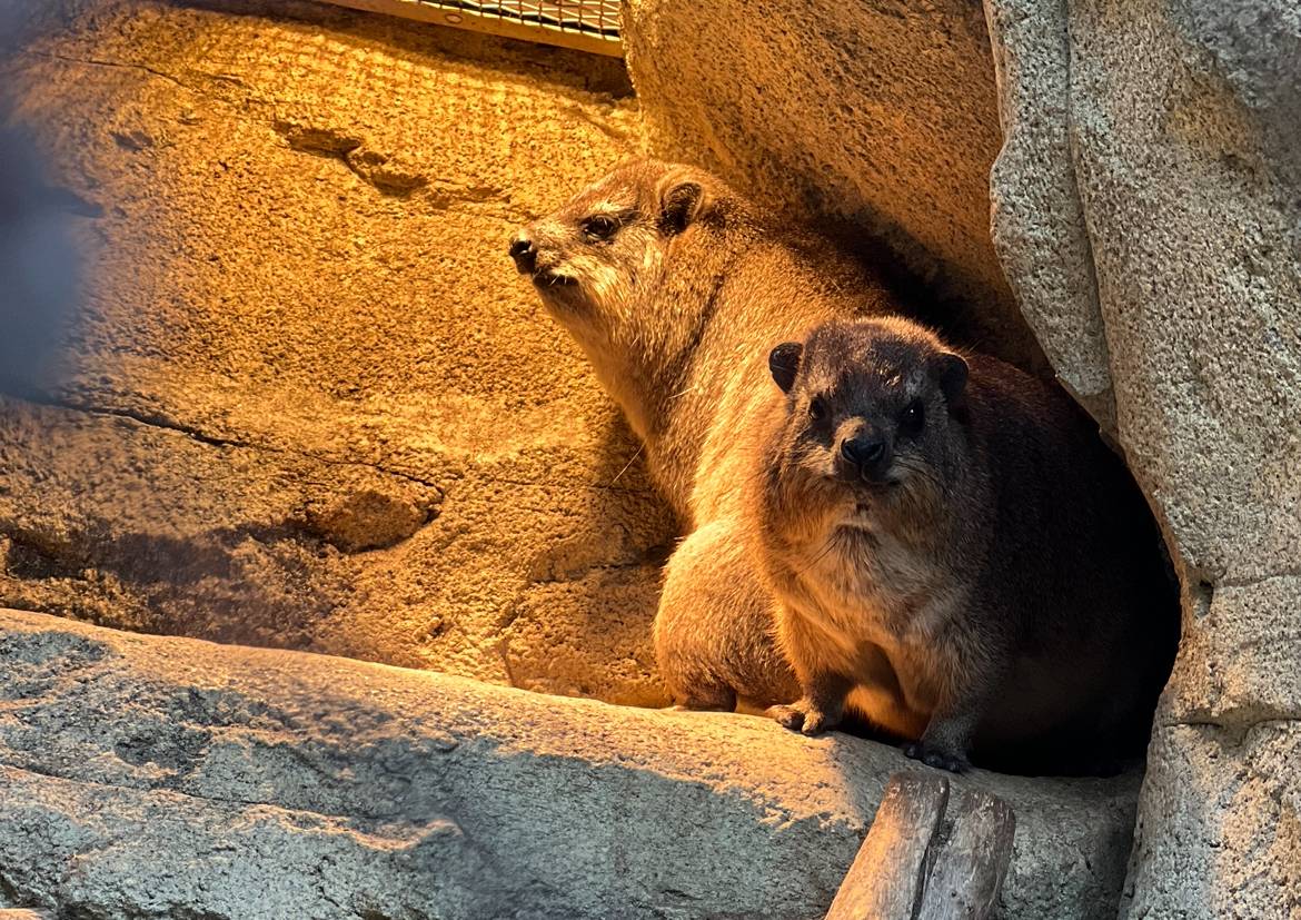 ハイラックス正月