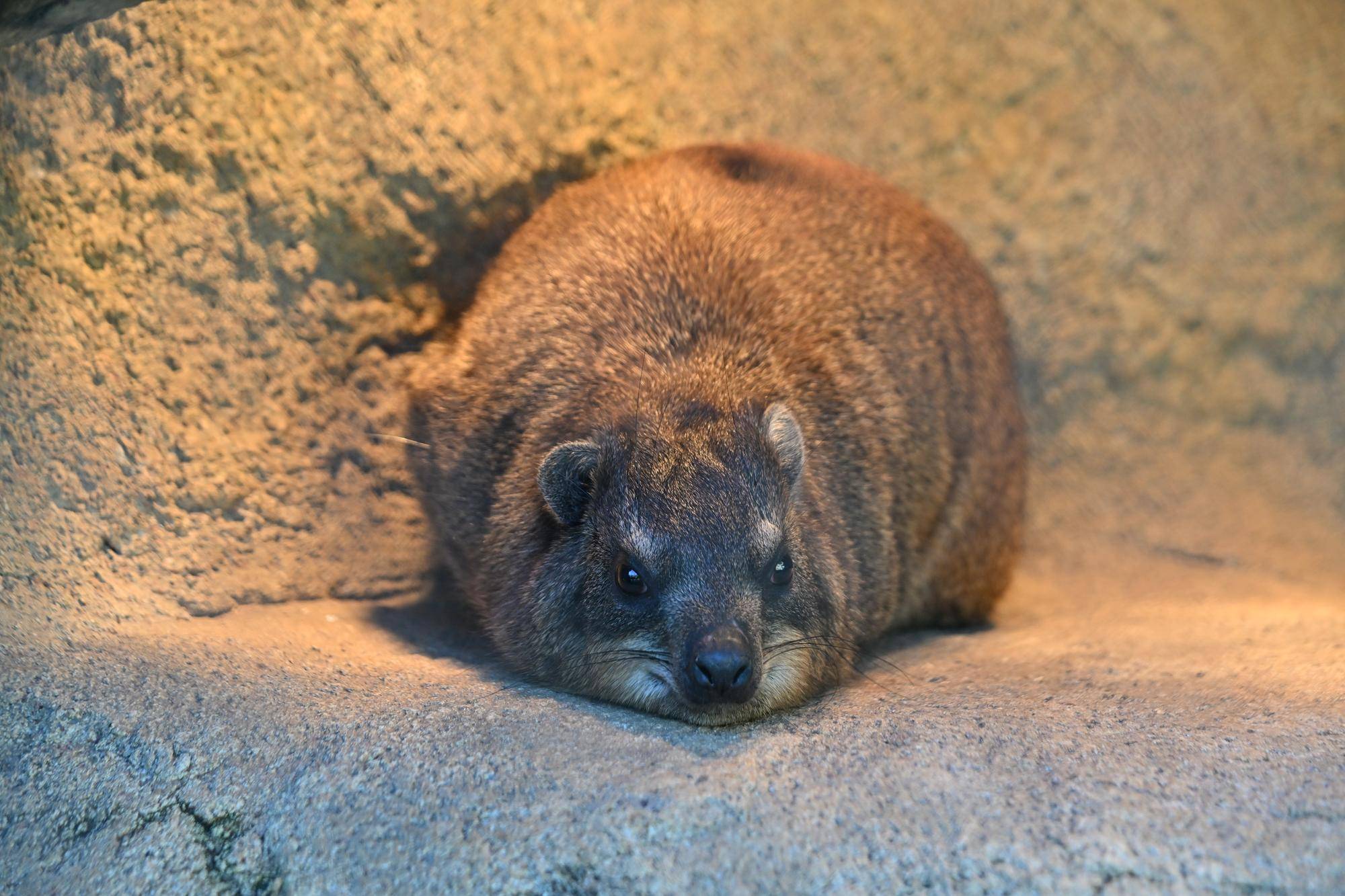 ゆるっとハイラックス