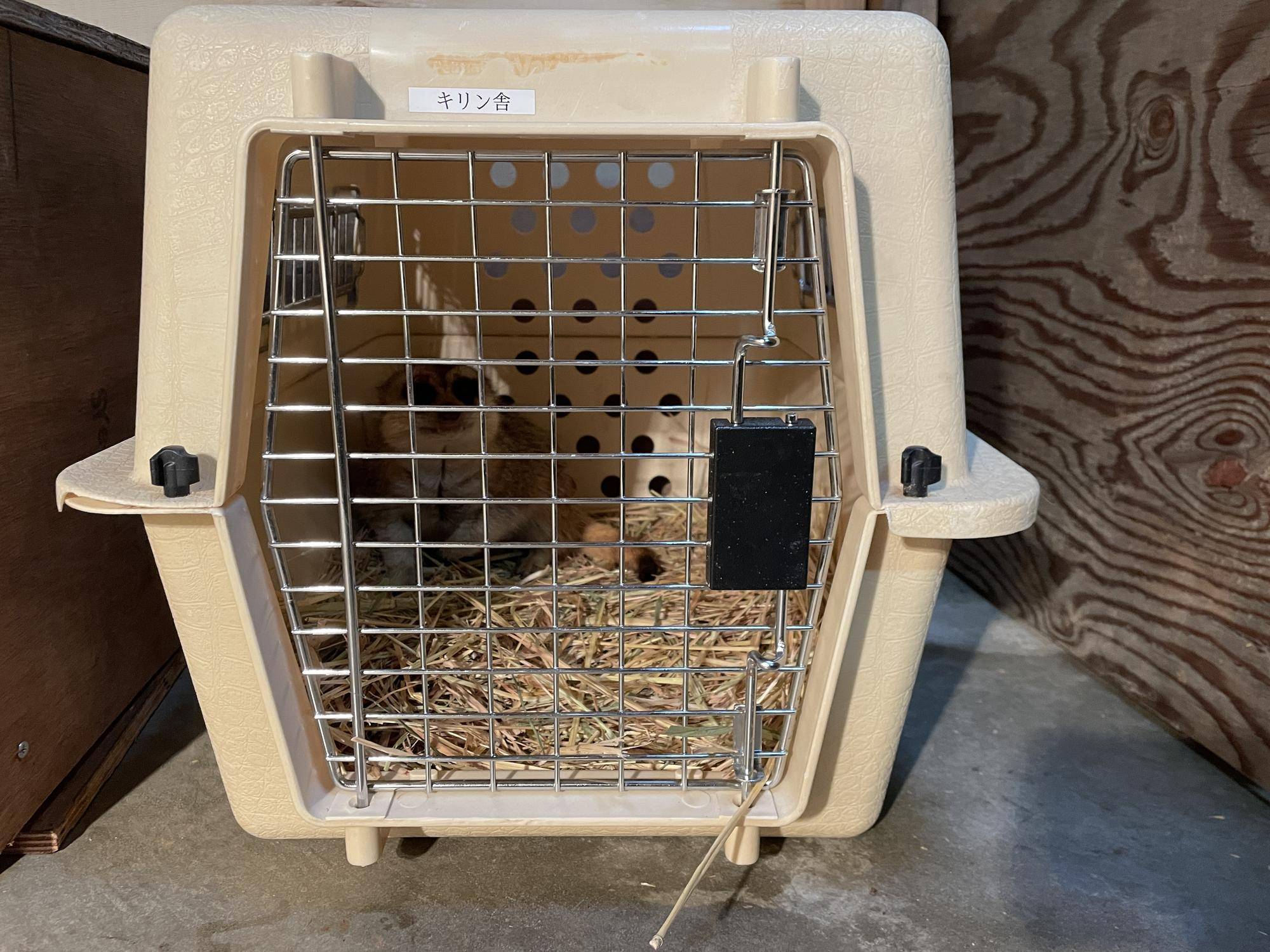 来園直後のカルーア