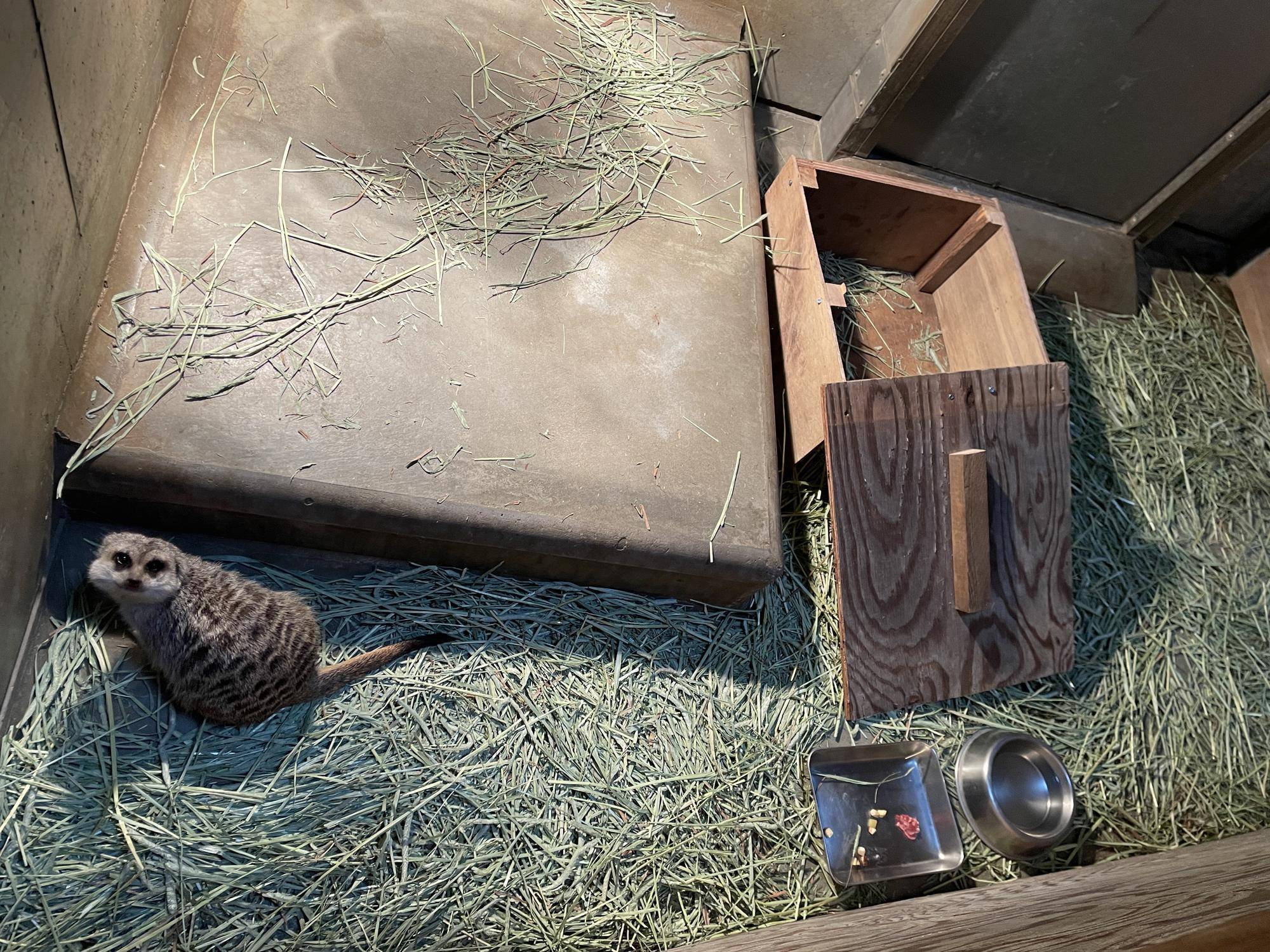 逆切れ？カルーア