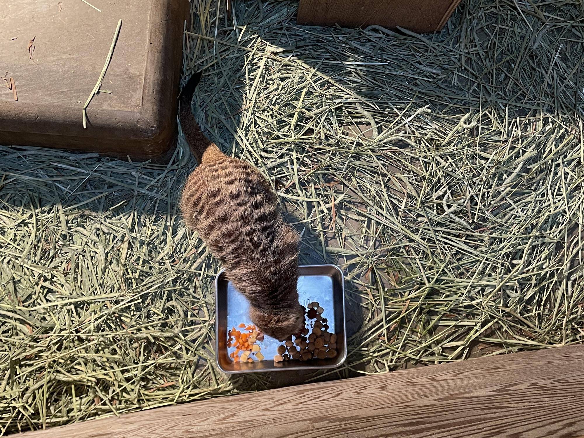 ごはんモグモグカルーア