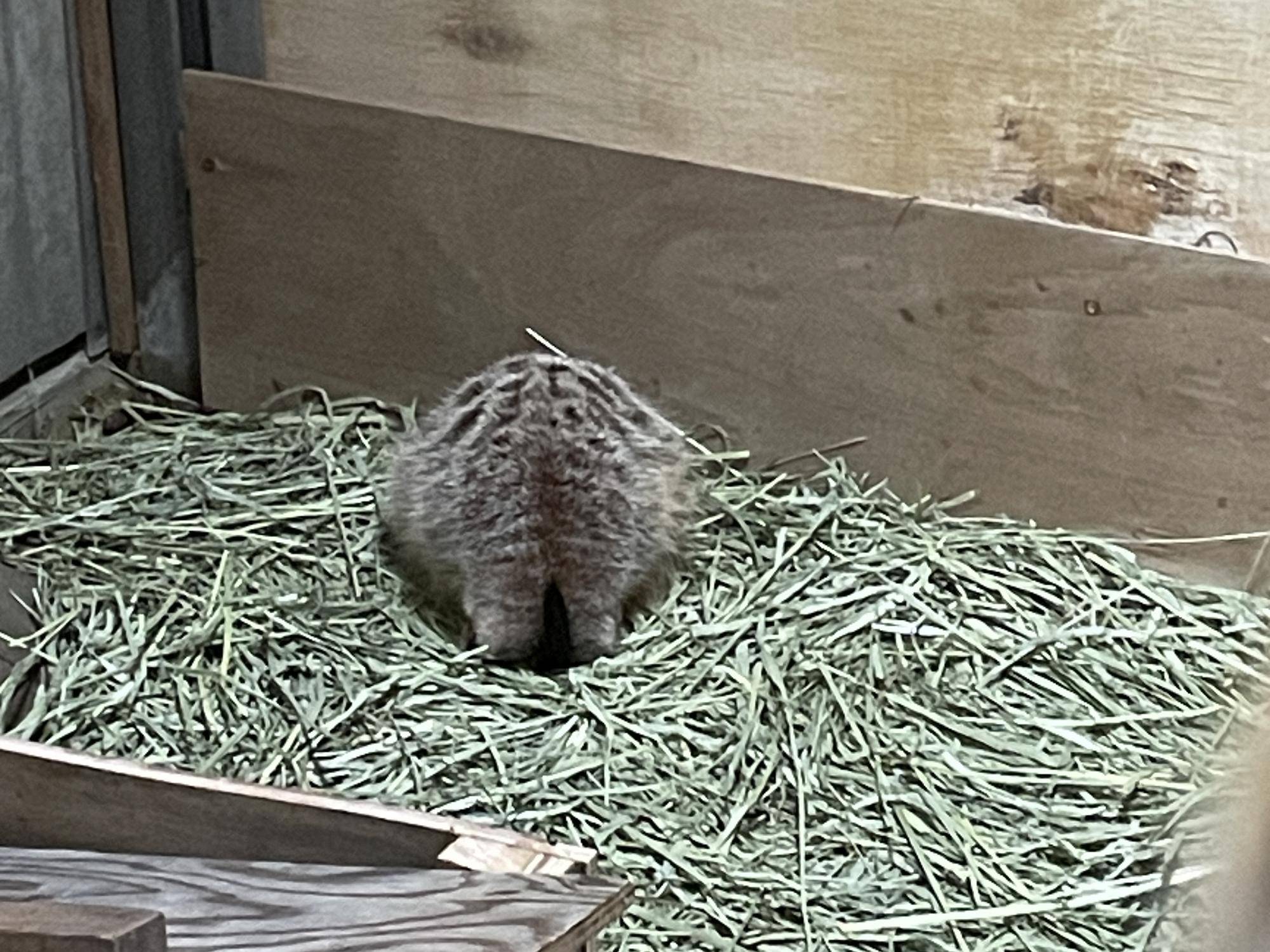 ミーアキャットおにぎり