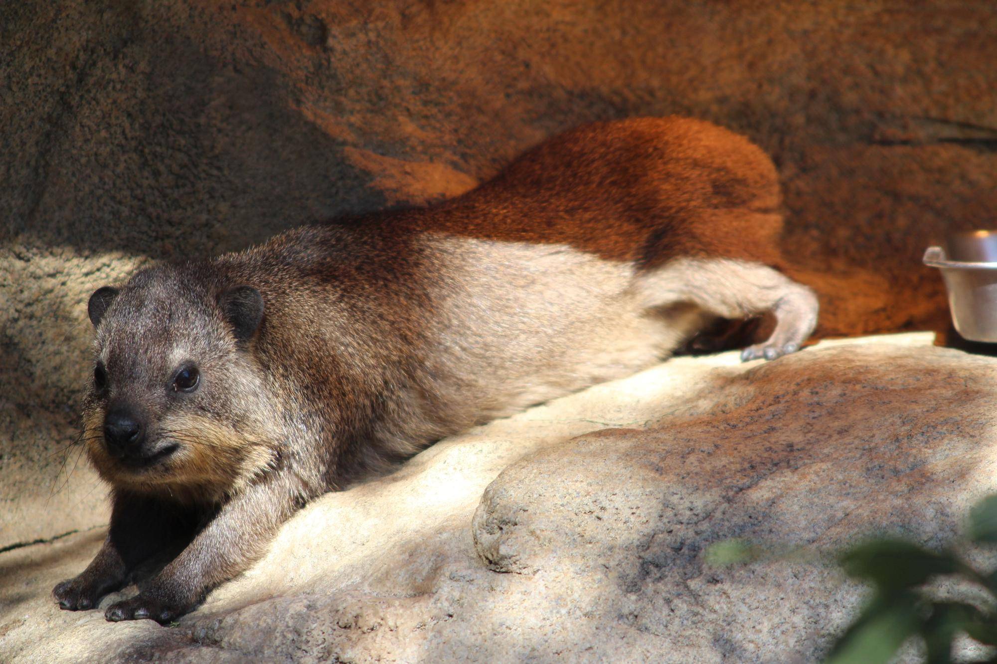 ゆるっとハイラックス