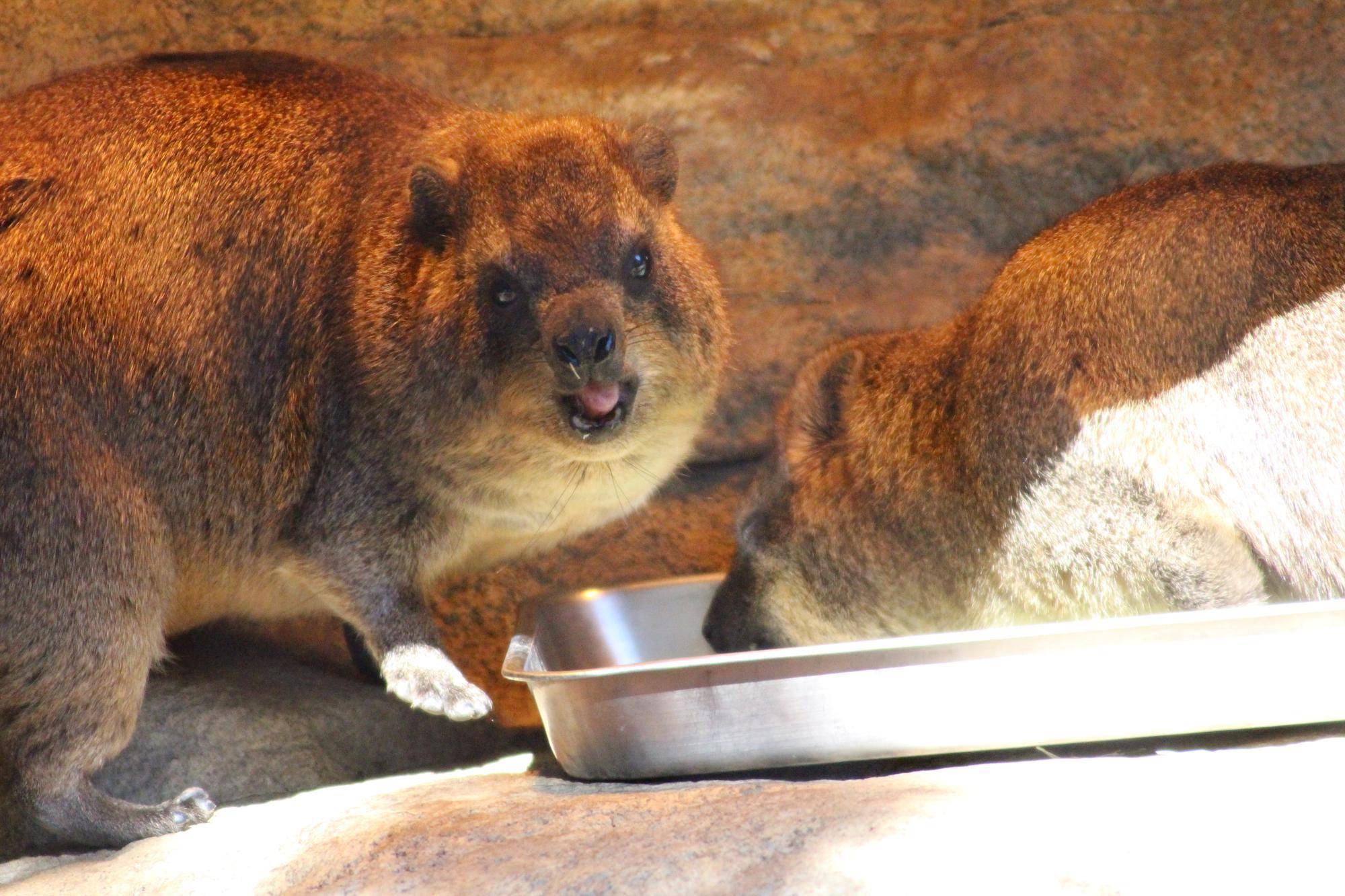 ゆるっとハイラックス
