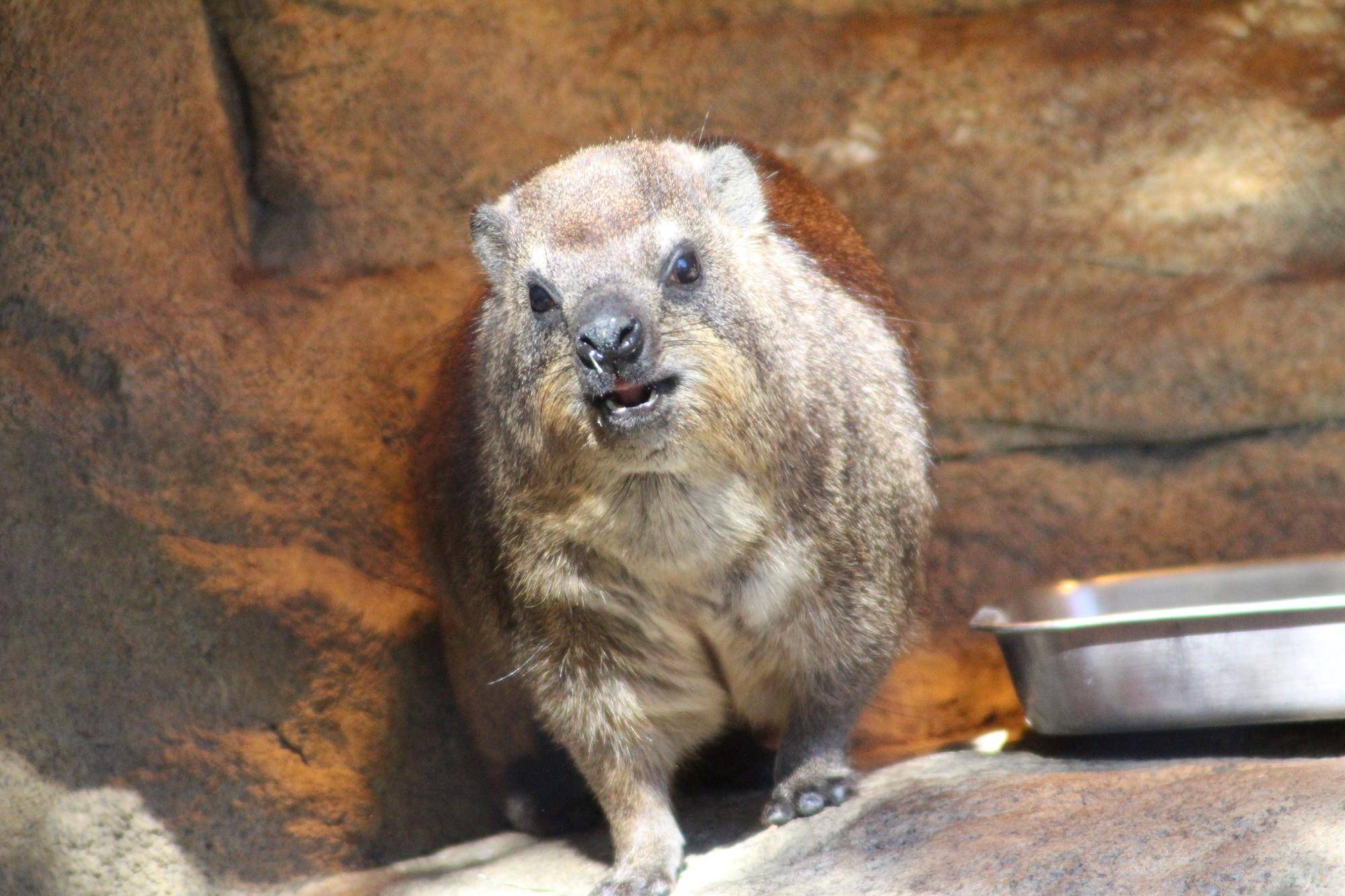 ゆるっとハイラックス