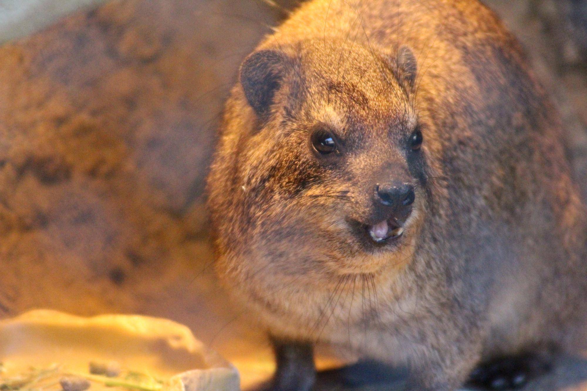 ゆるっとハイラックス