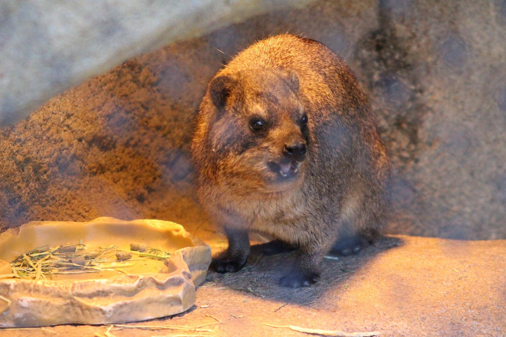 ゆるっとハイラックス