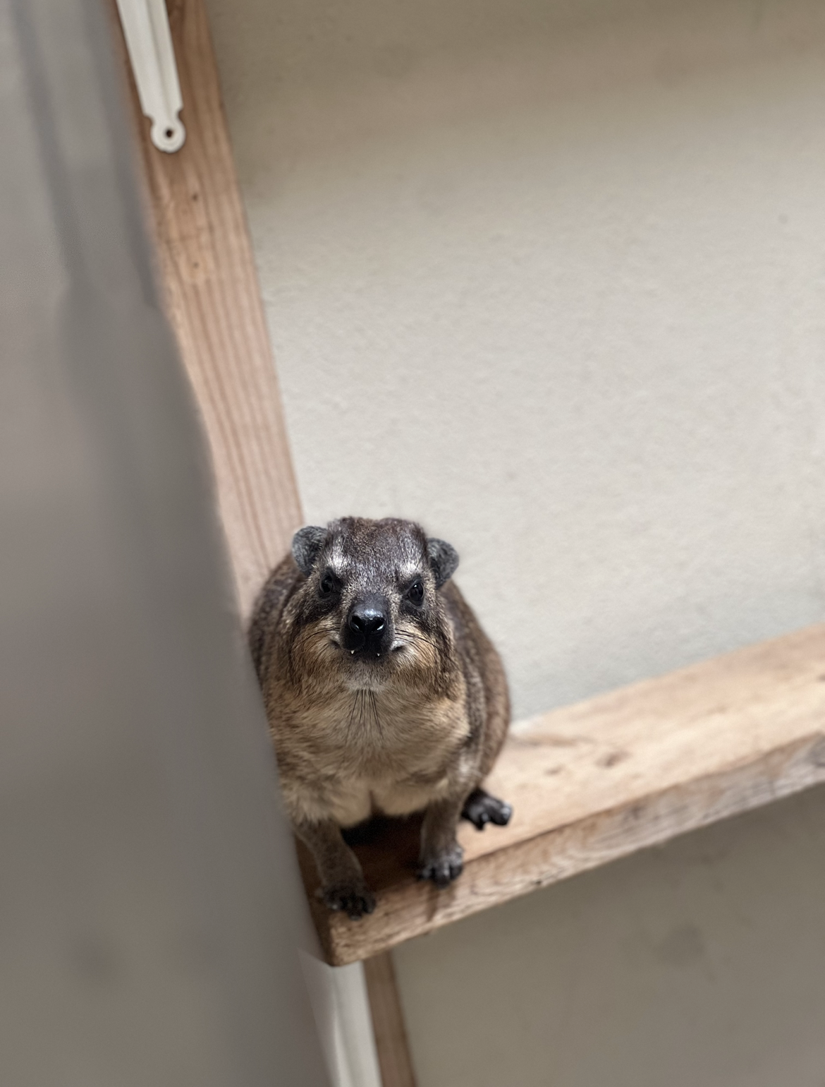 見られている...1