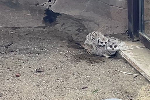 カルーアの上に乗るアル