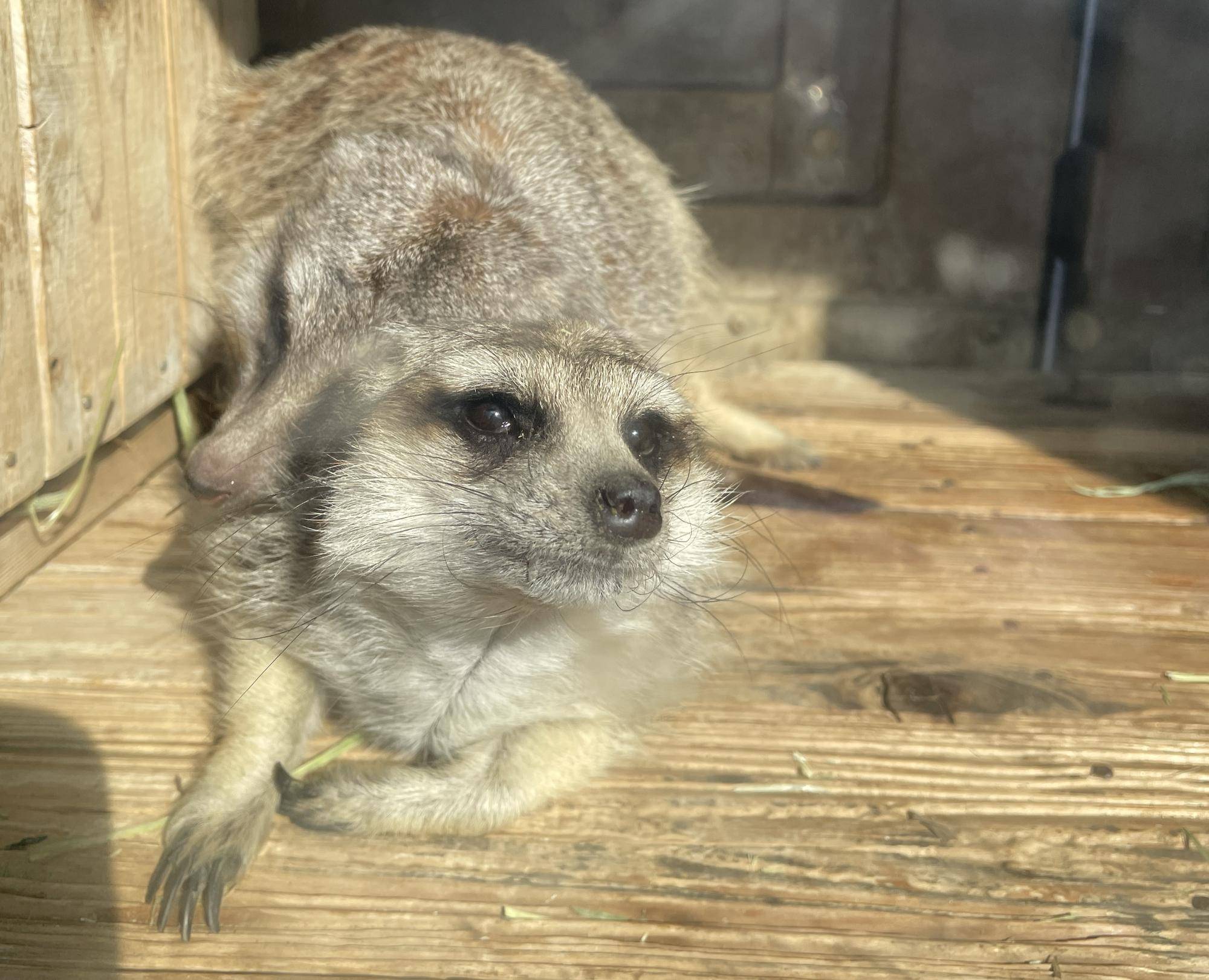 アル 遠い目.jpg