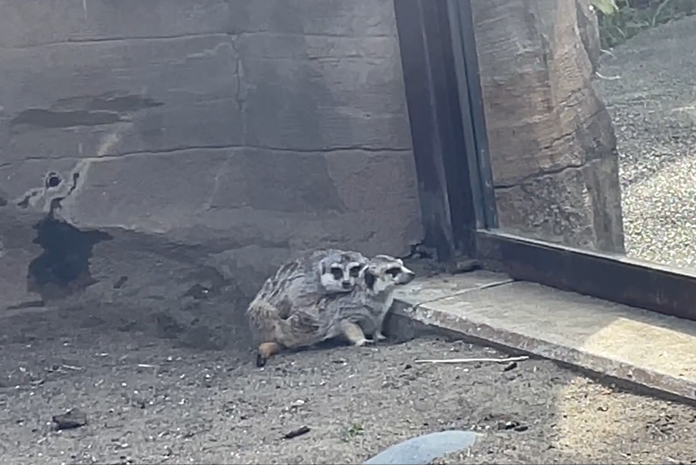 カルーア、アルにマウント