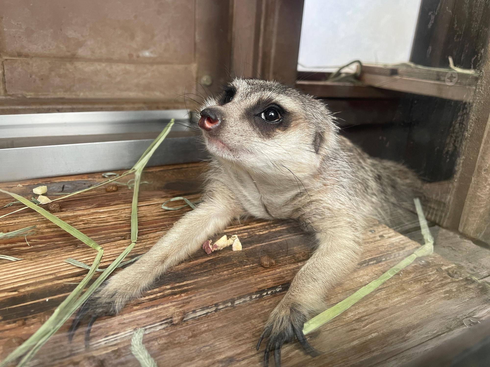 変な所で休憩中のカルーア