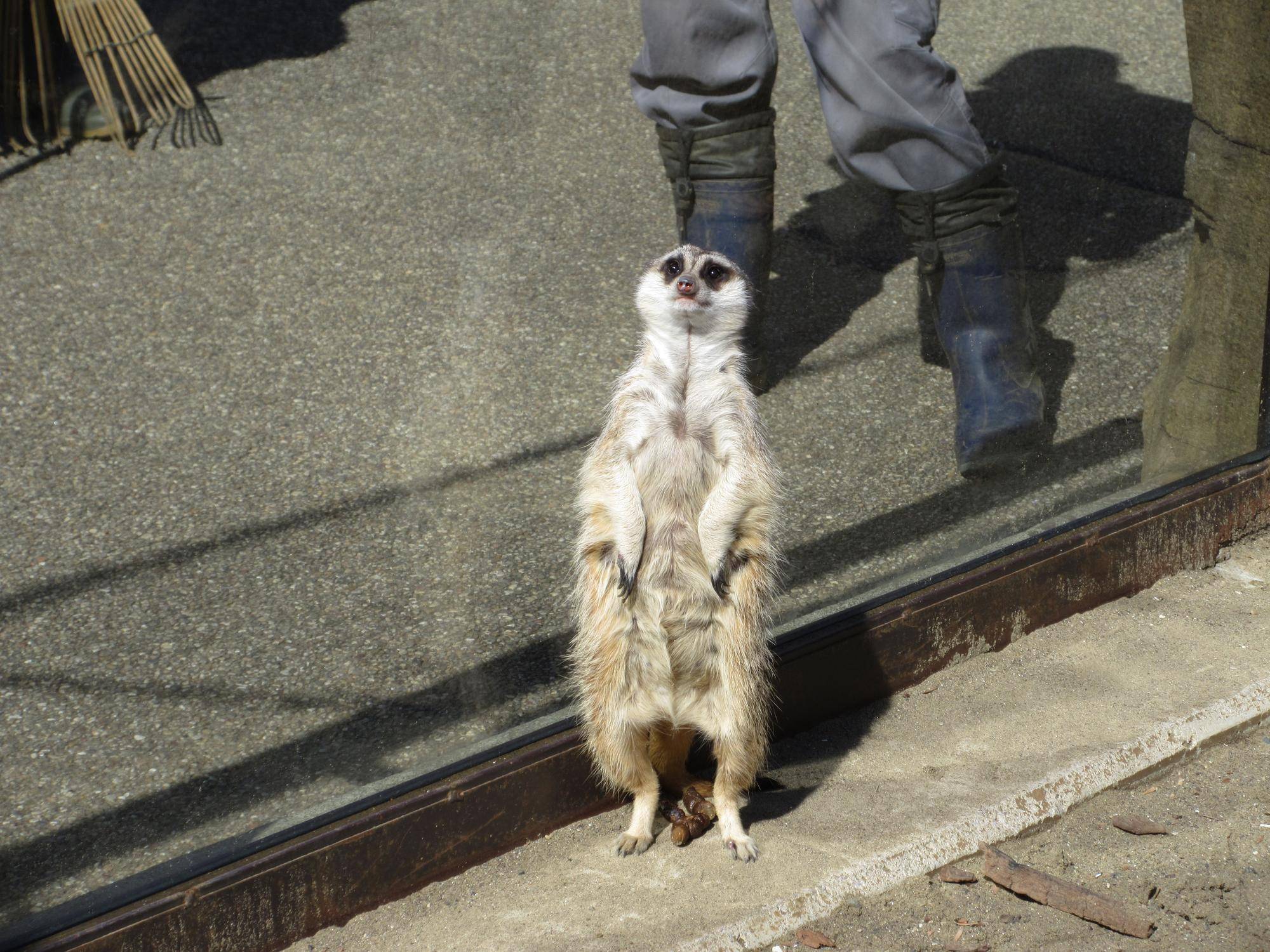 ミーアキャットのカルーア、ガラスにぶつかってびっくり