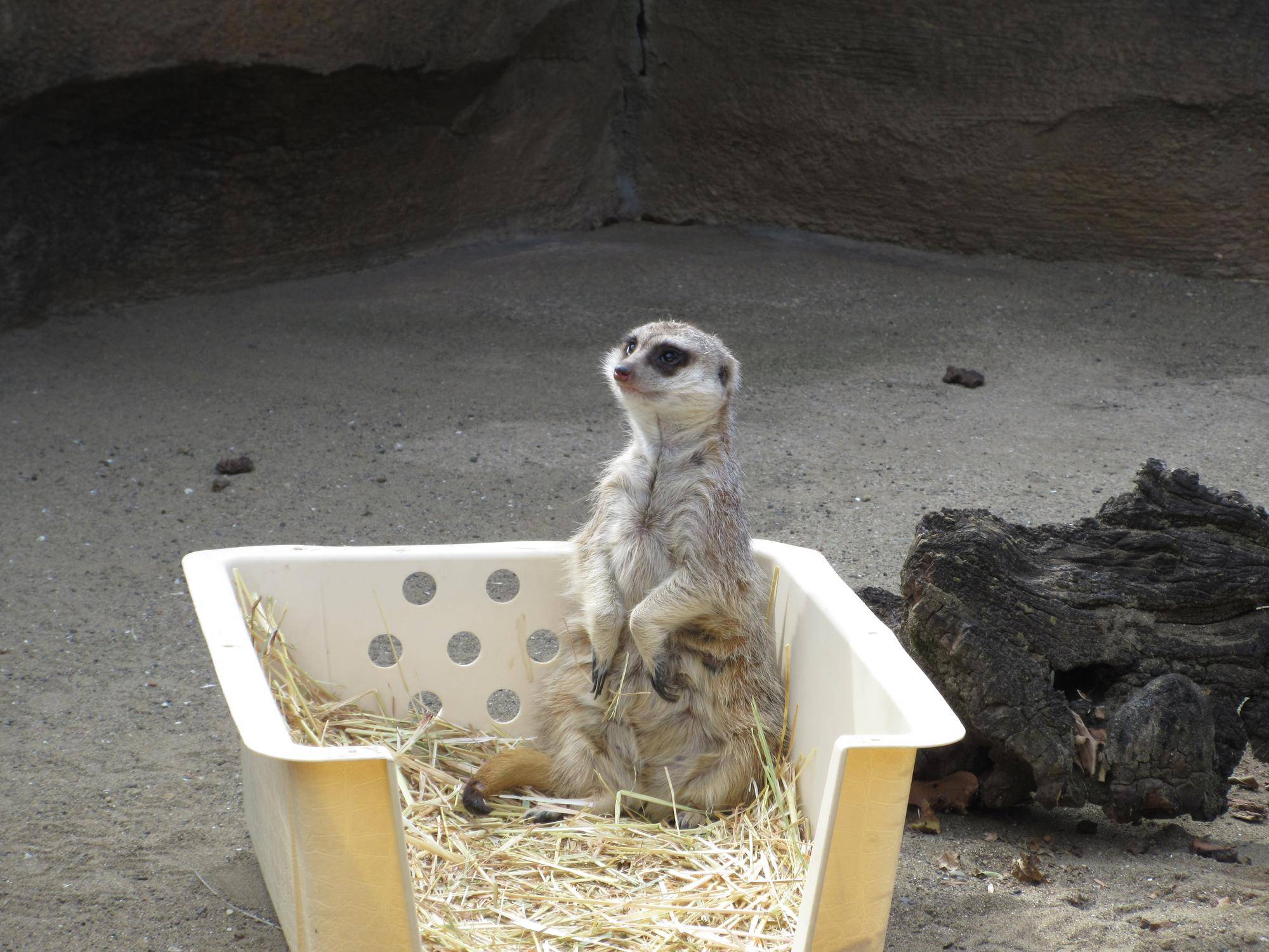 ミーアキャットのカルーア、二回目の展示場練習。まったり？