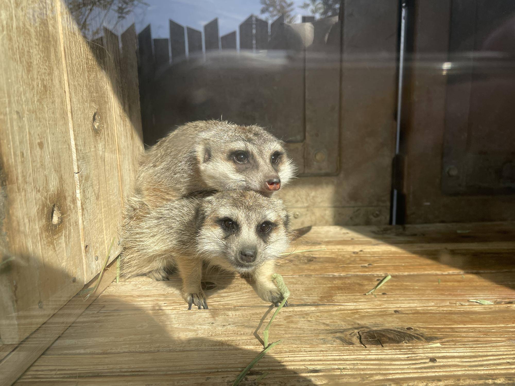 再びアルに乗るカルーア