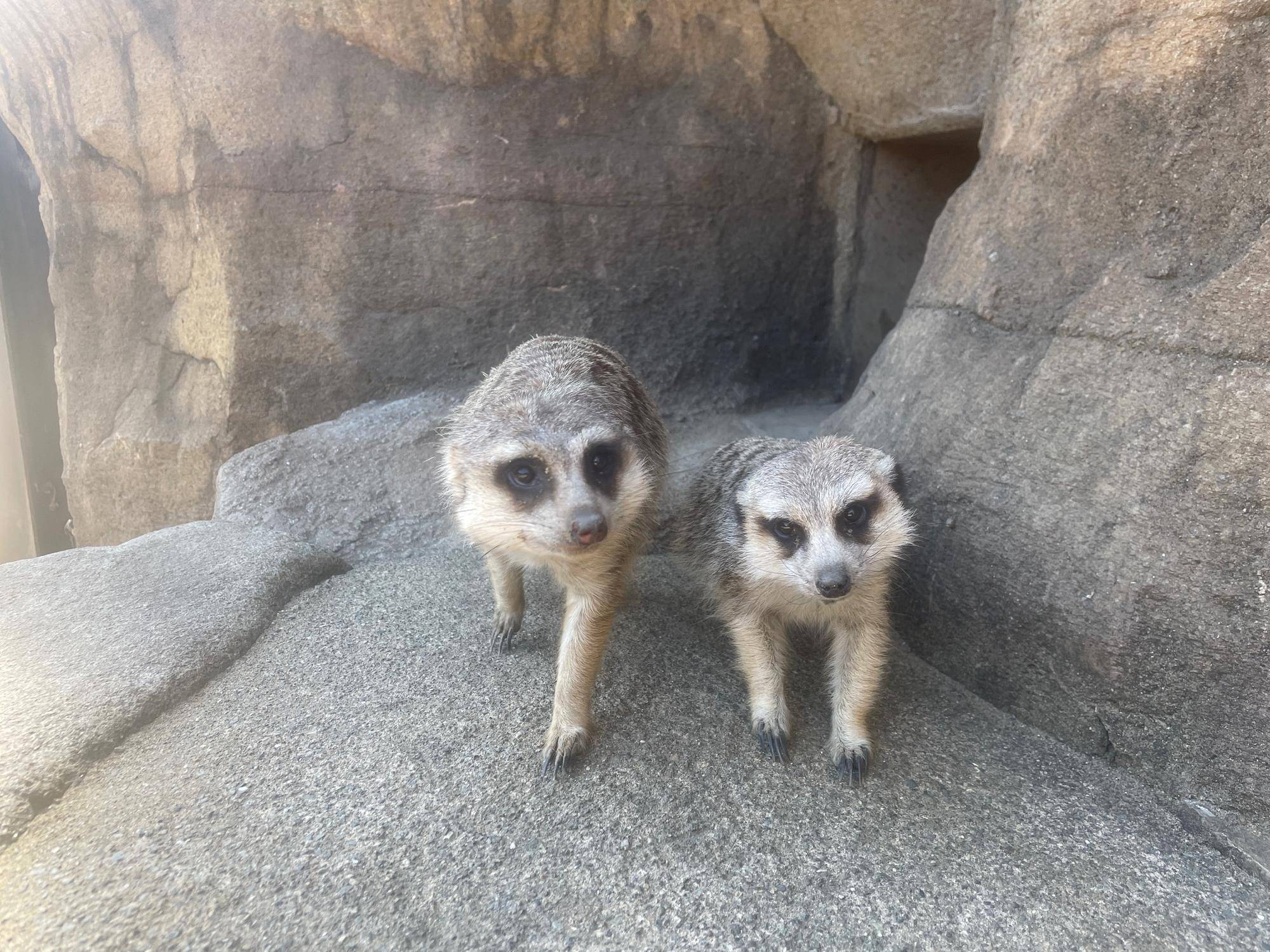 慣れてきたころのカルーア。アルと一緒。