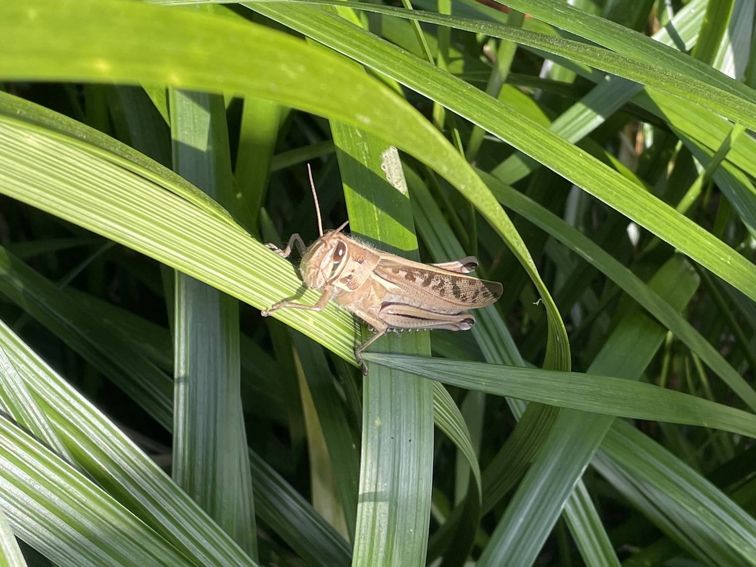 身近な生きもの ツチイナゴ