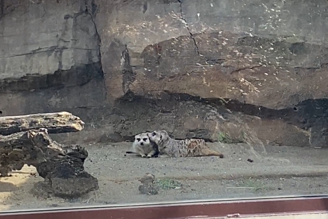 カルーア、アルにくっつく