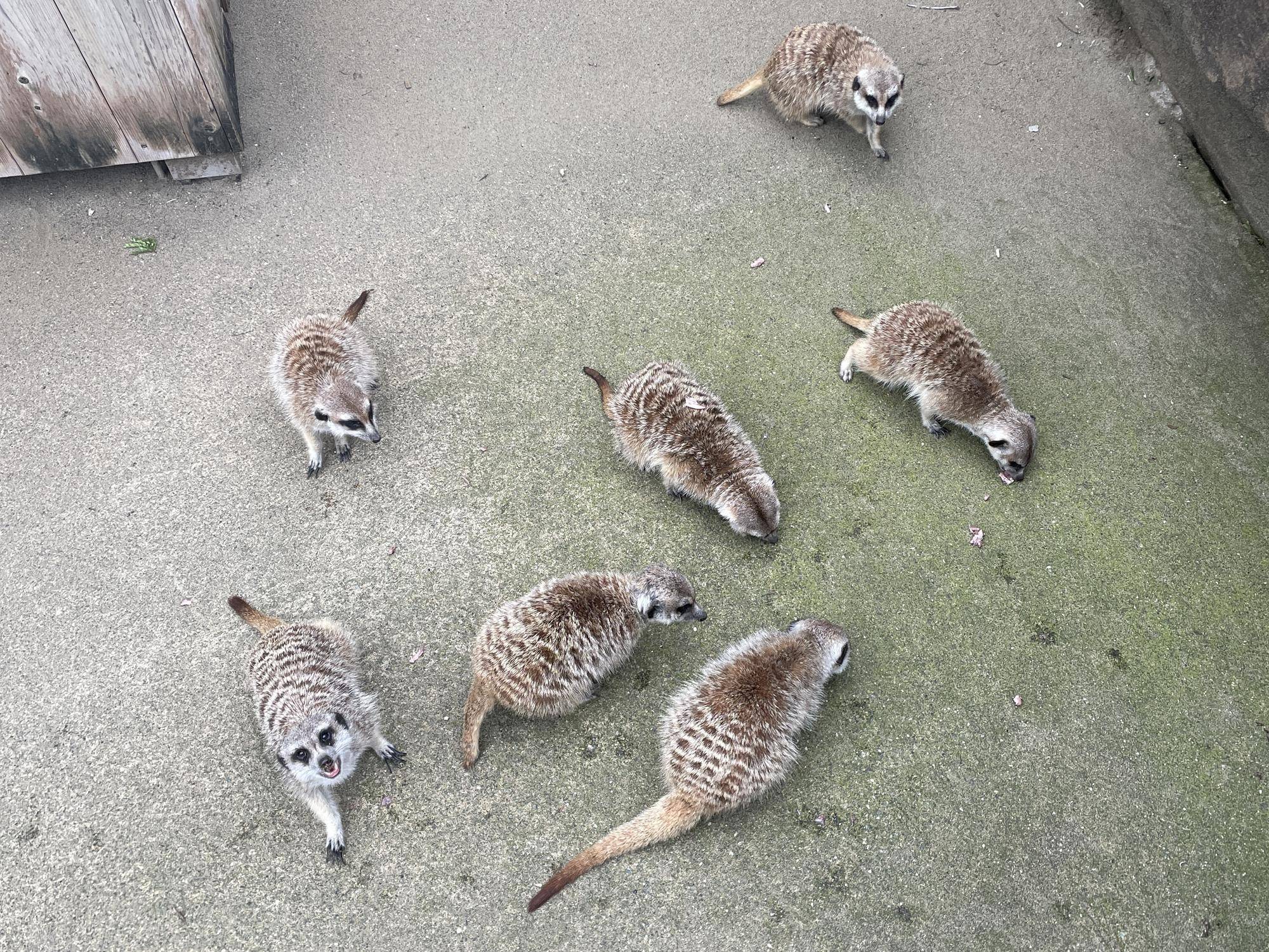 マモル　朝ごはんの時間