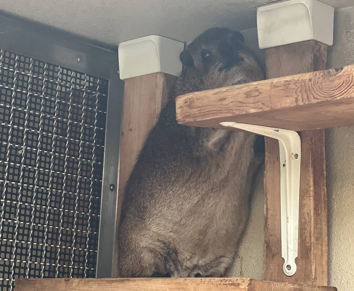 わがままボディー１