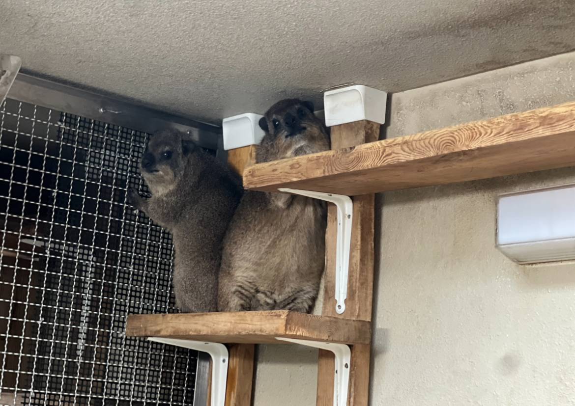 わがままボディー2