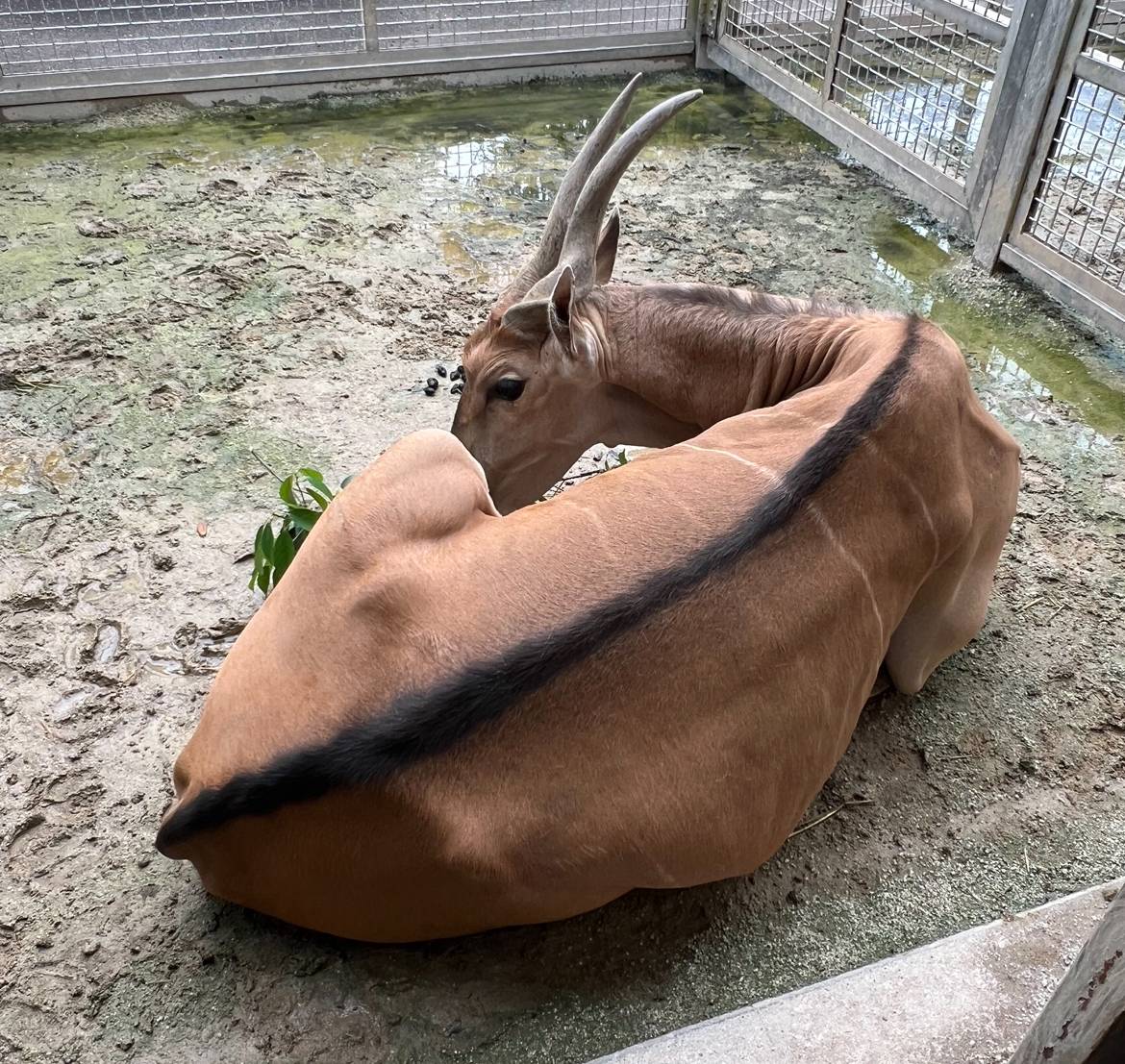 ハイラックス時々...５