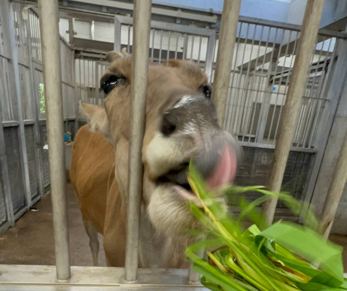 ハイラックス時々...４