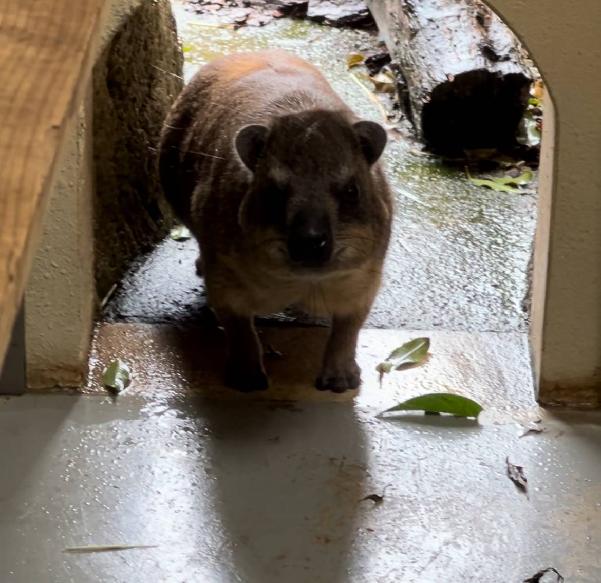 ハイラックス時々...１