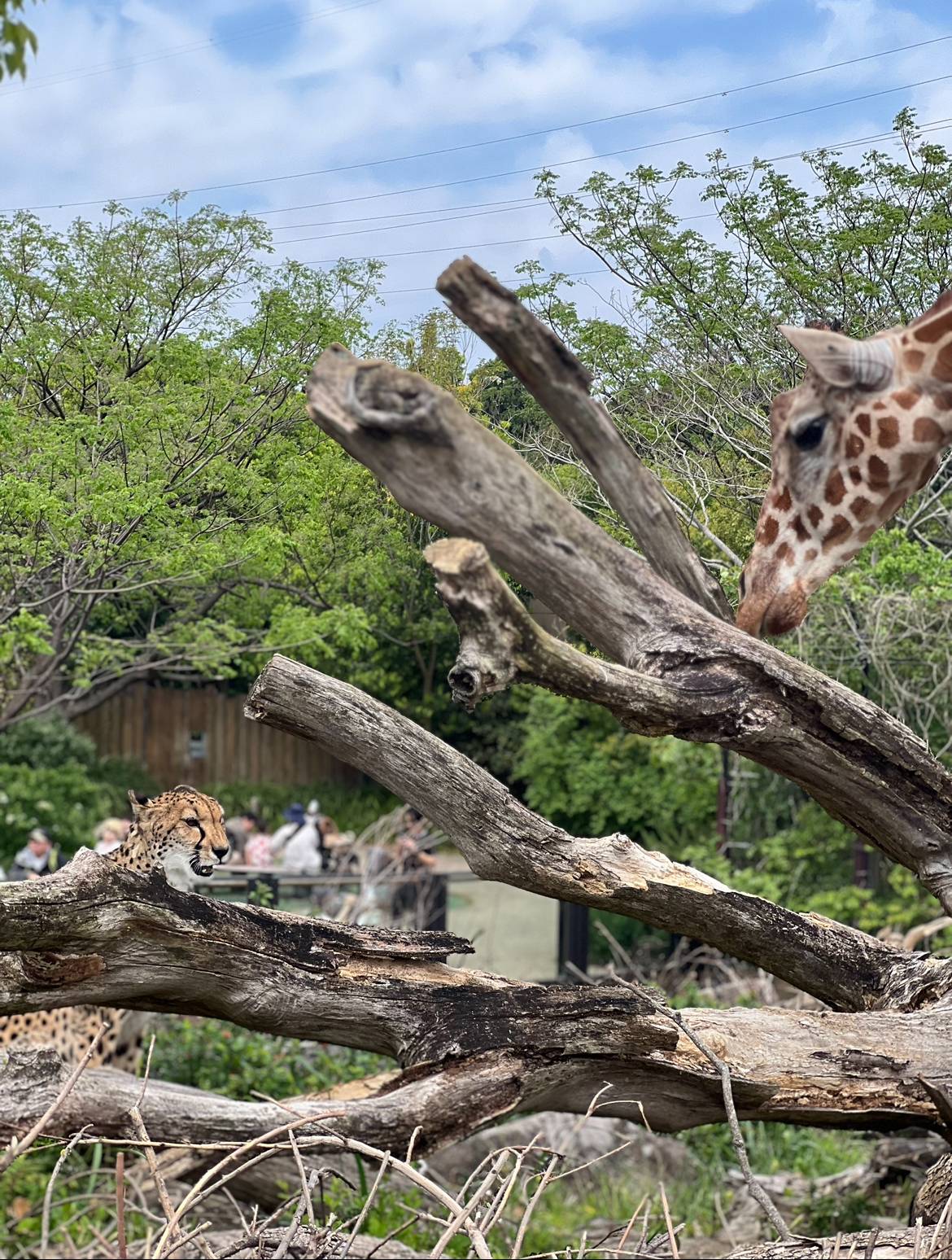 ハイラックス時々...２