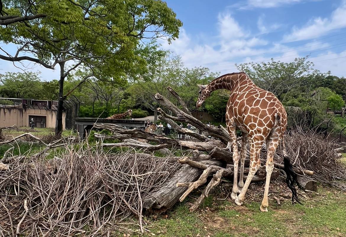 ハイラックス時々...３