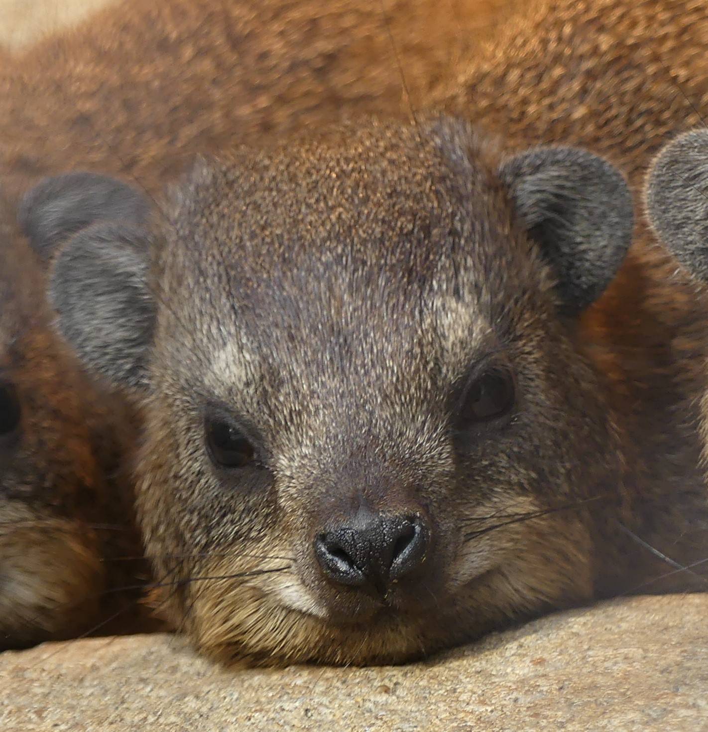 もちの小さいころ