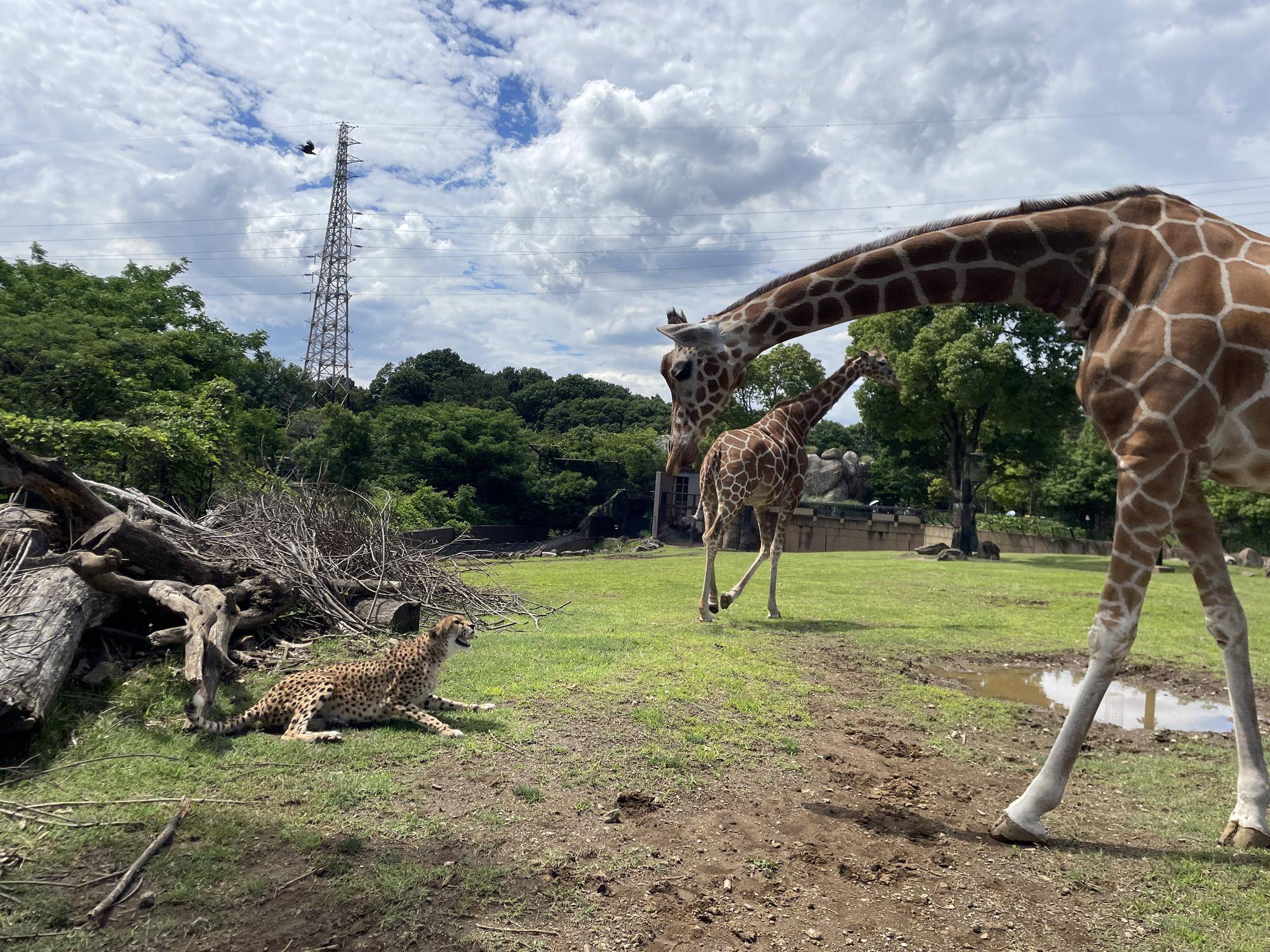 サハラとカルメン (2).jpg