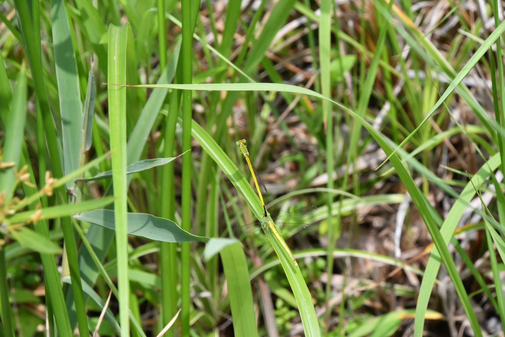連結して草に止まっているキイトトンボ.jpg