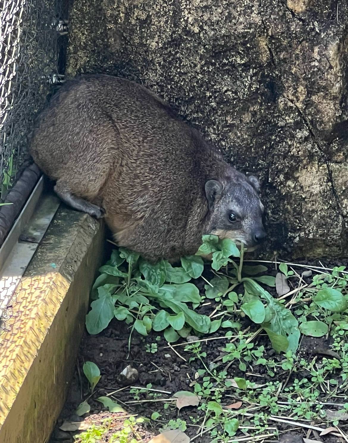 ワンショットハイラックス