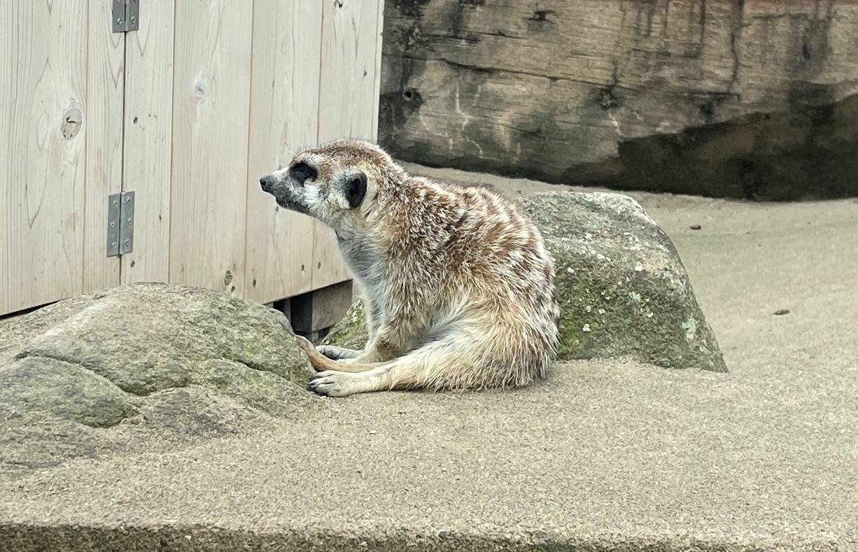 アミの座り姿勢
