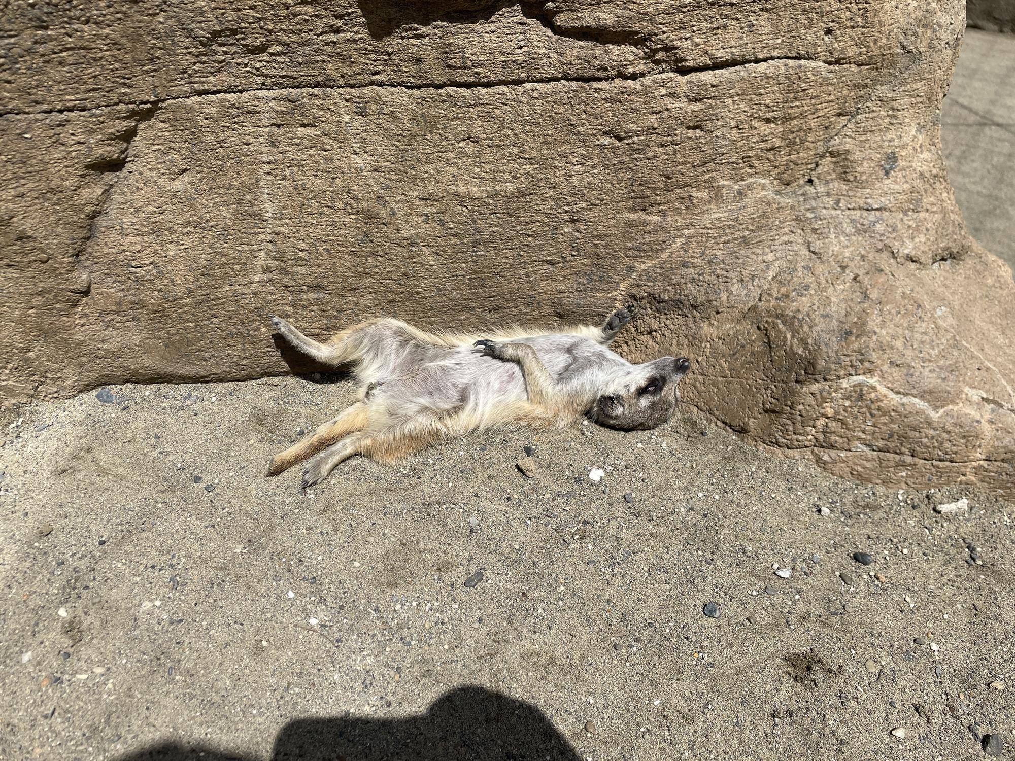 マチのへそ天寝