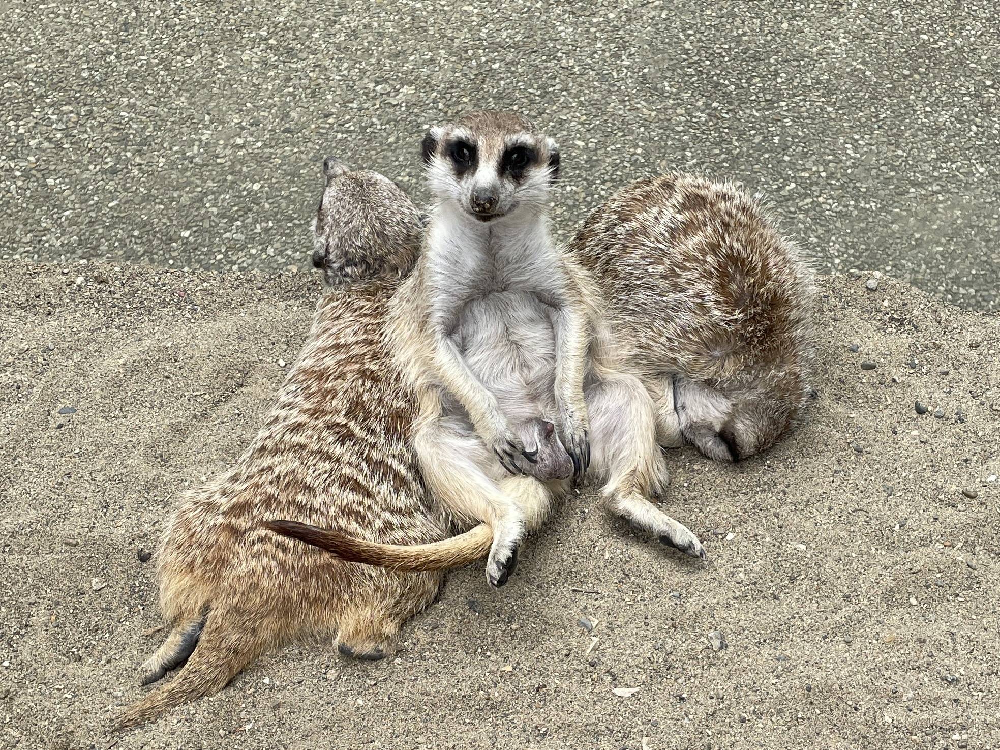 オスのミーアキャット