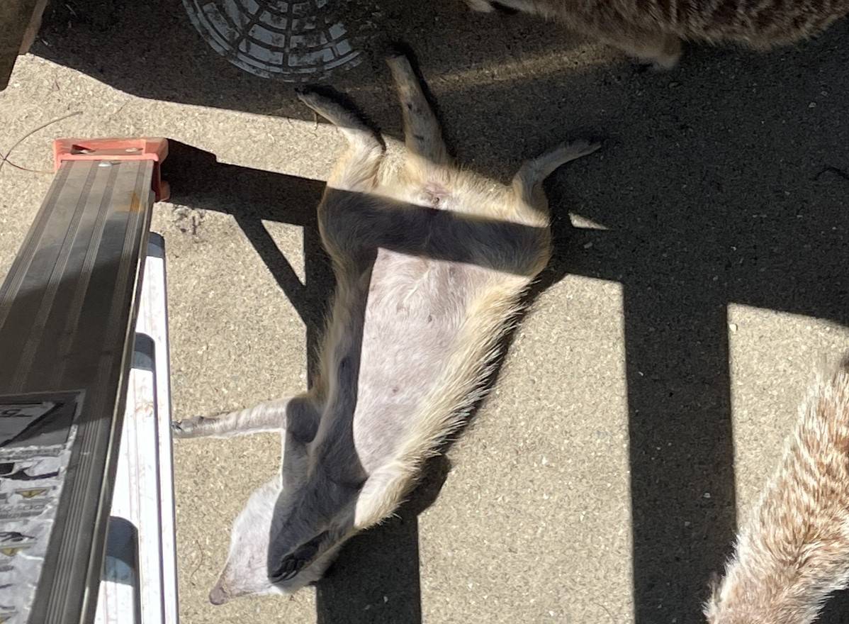 マチのへそ天寝2