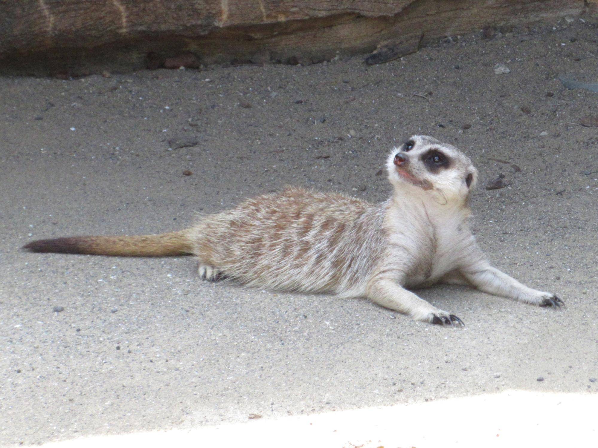冷たいコンクリートで涼をとるミーアキャット